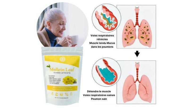 Mullein Leaf™ Élimine 99 % des Impuretés Pulmonaires